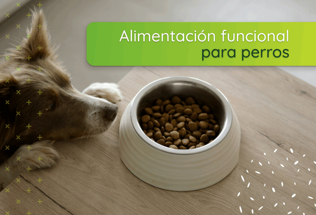 Alimentación funcional para perros: el poder de los snacks naturales