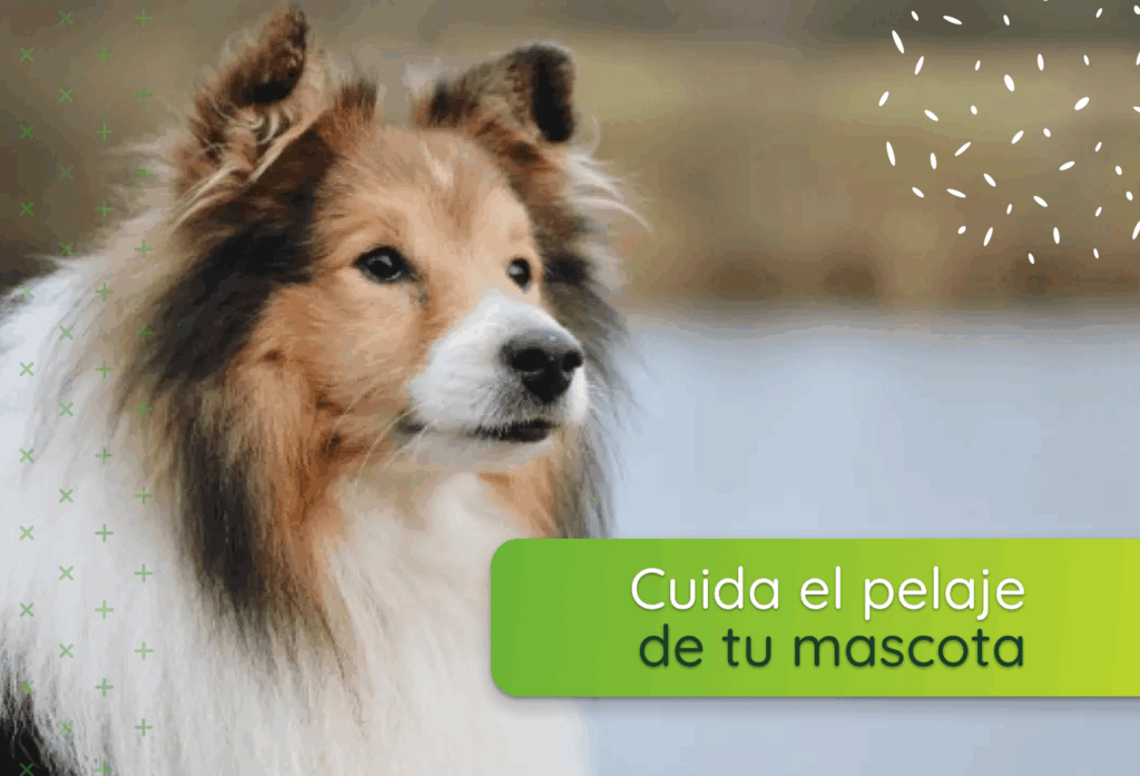 Cuida el pelaje de tu mascota: tips para mantenerlo fuerte y brillante