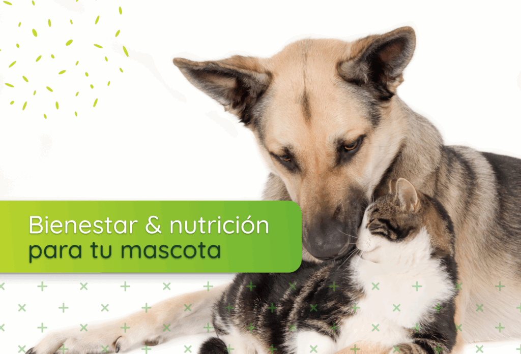Prepárate en diciembre: bienestar y nutrición para tu mascota