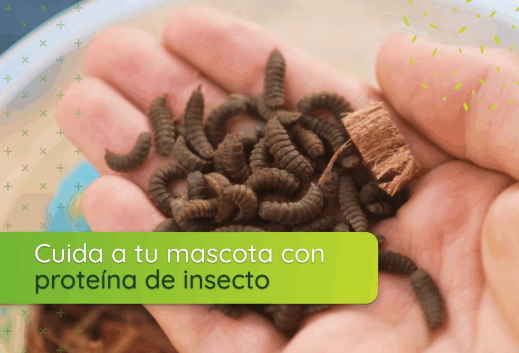 Cuida a tu mascota con proteína de insecto: nutrición funcional y sostenible