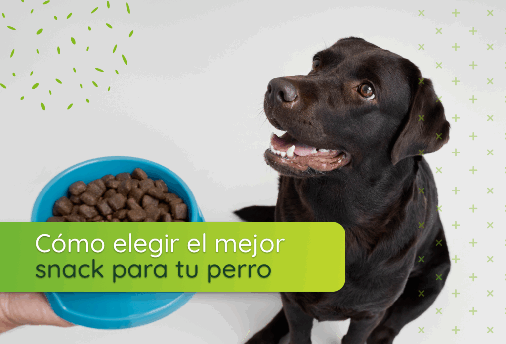 Cómo elegir el mejor snack para tu perro según sus necesidades