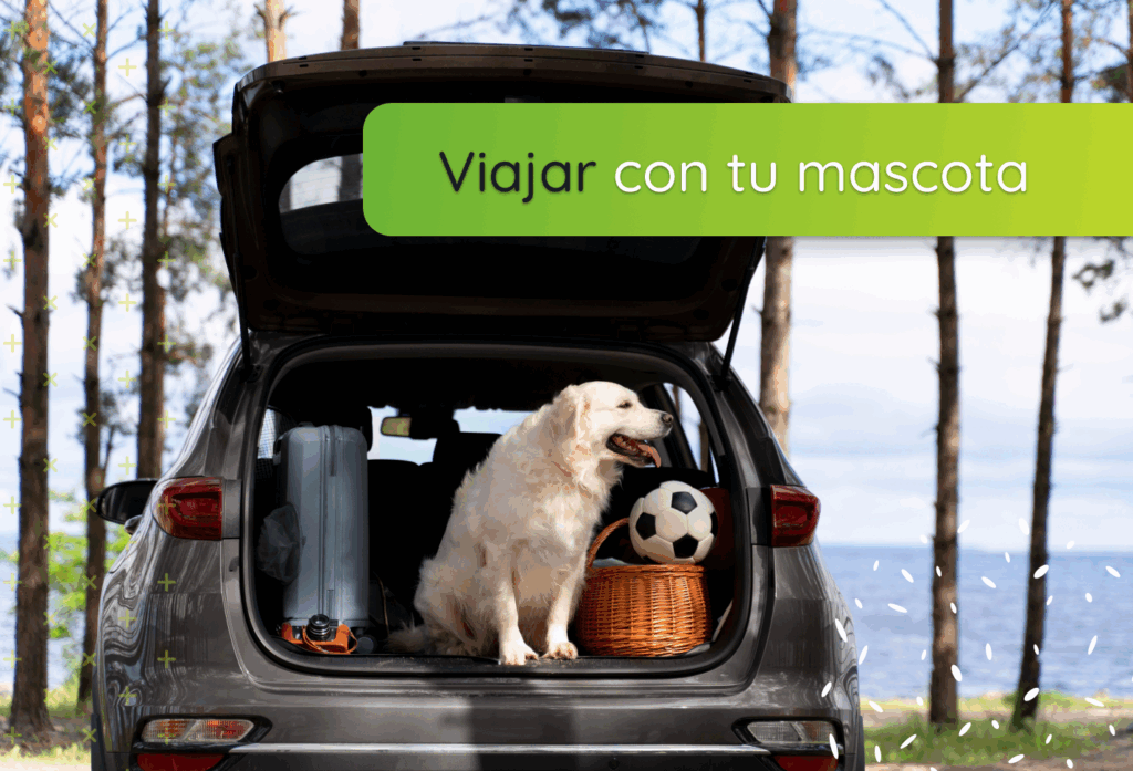 Viajar con tu mascota: cómo cuidar su digestión y bienestar